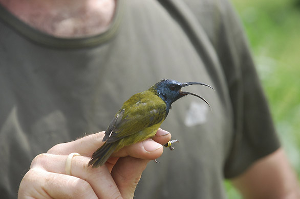 Pajaro-Cameroon-blue-headed-sunbird