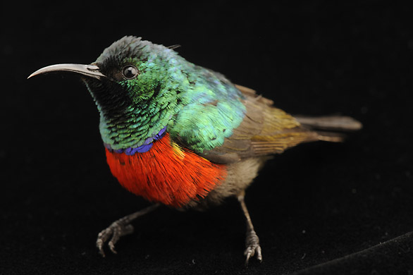 Pajaro-northern-double-collared-sunbird